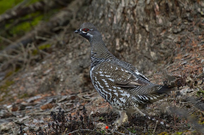 _MG_7525c.jpg - Spruce Grouse (Falcipennis canadensis)